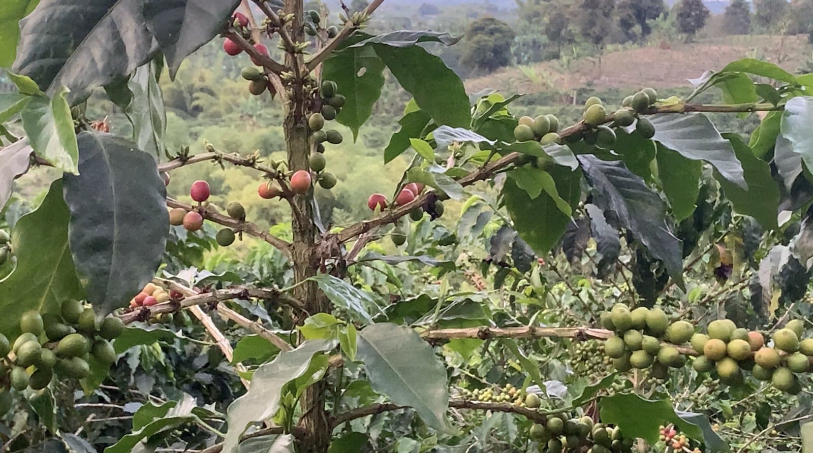 Agroforesterie — café