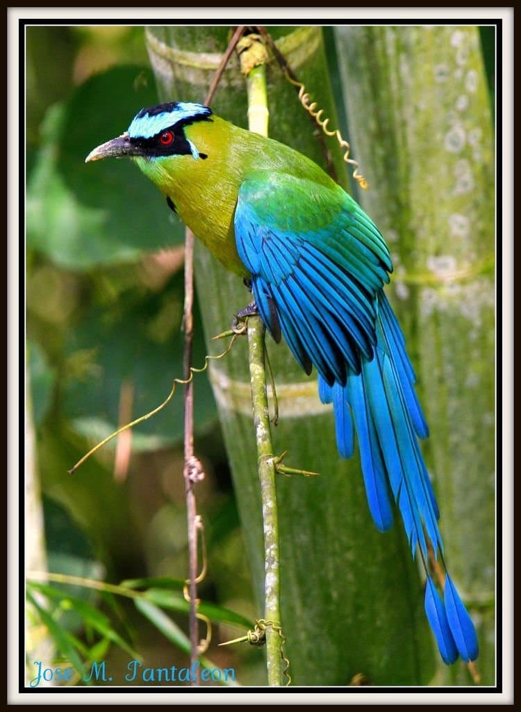 Oiseau Baranquero