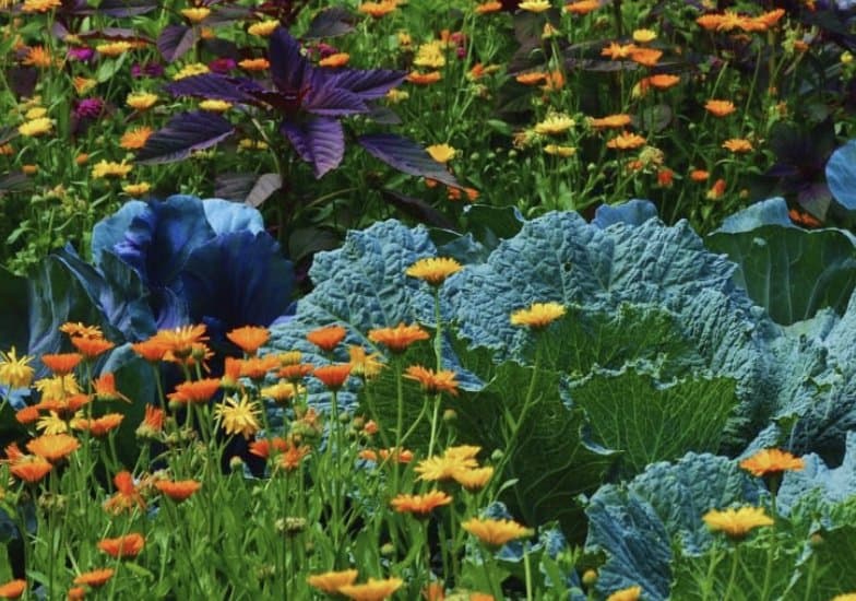 Jardins nourriciers et parfumés